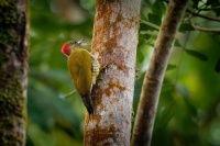 Datel stredoamericky - Piculus simplex - Rufous-winged Woodpecker o8956